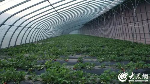 濟(jì)寧高新區(qū)草莓特色種植 技術(shù)驅(qū)動(dòng)鋪就鄉(xiāng)村振興'甜蜜路'