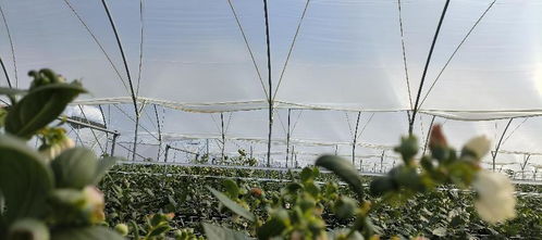 雷馬散光膜 光技術(shù)持續(xù)探索，助力高原特色設(shè)施農(nóng)業(yè)發(fā)展