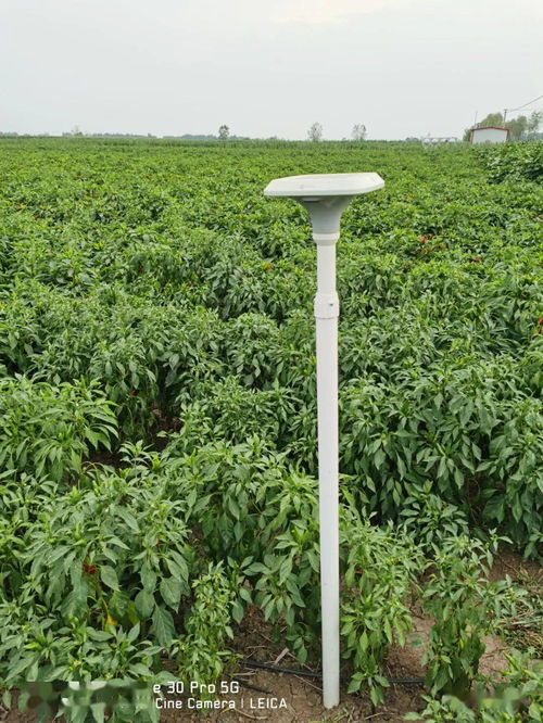 臨潁縣5G技術(shù)賦能辣椒種植，助推現(xiàn)代農(nóng)業(yè)高質(zhì)量發(fā)展