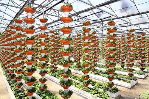 農(nóng)業(yè)總產(chǎn)值首破萬億元 透視山東農(nóng)業(yè)發(fā)展信號(hào)與種植技術(shù)開發(fā)