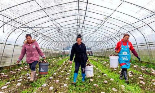 黔西縣羊肚菌種植 技術(shù)開發(fā)助力農(nóng)戶增收