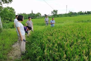 暴力梅雨肆虐愁煞農(nóng)業(yè)種植戶，農(nóng)技專家分赴田頭指導(dǎo)災(zāi)后自救與技術(shù)開發(fā)