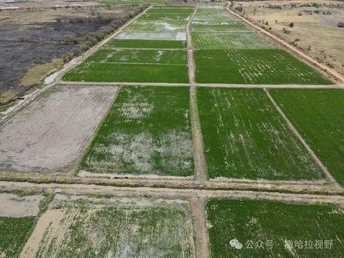 中國(guó)水稻種植技術(shù) 為岡比亞農(nóng)業(yè)發(fā)展注入新動(dòng)力