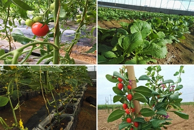 赴一場(chǎng)黃河沿線的約會(huì)，最撩人的是農(nóng)業(yè)種植技術(shù)開(kāi)發(fā)