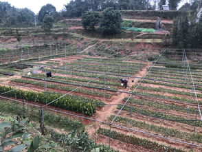 樂(lè)山地杰農(nóng)林科技 深耕油茶種植基地，以技術(shù)創(chuàng)新驅(qū)動(dòng)產(chǎn)業(yè)高質(zhì)量發(fā)展