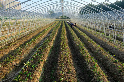 桃熏白草莓的種植技術(shù)與農(nóng)業(yè)開(kāi)發(fā)策略