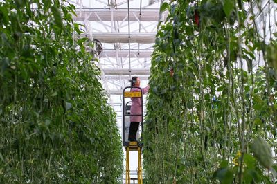 昌吉 走進(jìn)“未來(lái)農(nóng)業(yè)”的農(nóng)業(yè)種植技術(shù)開(kāi)發(fā)新篇章