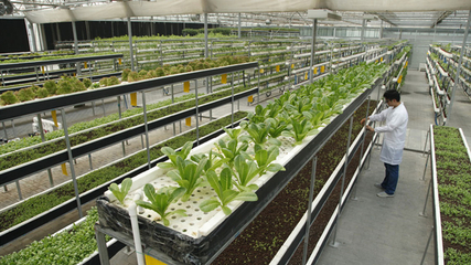 LED植物工廠 中國(guó)智慧農(nóng)業(yè)的下一個(gè)世界名片