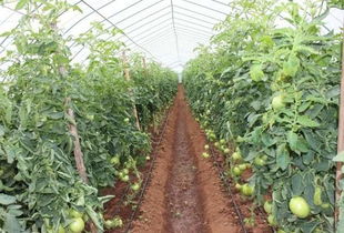 科技賦能，精準(zhǔn)灌溉 蔬菜水肥一體化栽培技術(shù)引領(lǐng)現(xiàn)代農(nóng)業(yè)新篇章