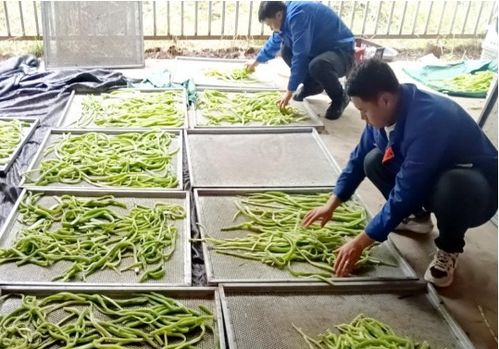 臨夏執(zhí)稅之筆，奮力書寫富農(nóng)豐收卷——農(nóng)業(yè)種植技術(shù)開發(fā)賦能鄉(xiāng)村振興