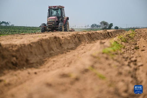 科技賦能，農(nóng)旅融合——千畝仙人掌基地繪就鄉(xiāng)村振興新畫卷