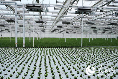 科技賦能農業 楊凌示范區智慧農業蔬菜基地引領種植技術新革命